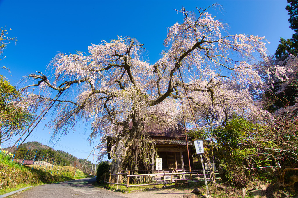 青空の下で・・・城之山桜