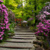 Road of Rhododendron