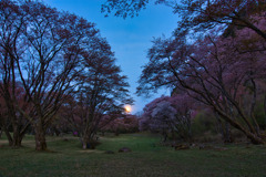 夜明け前の山桜