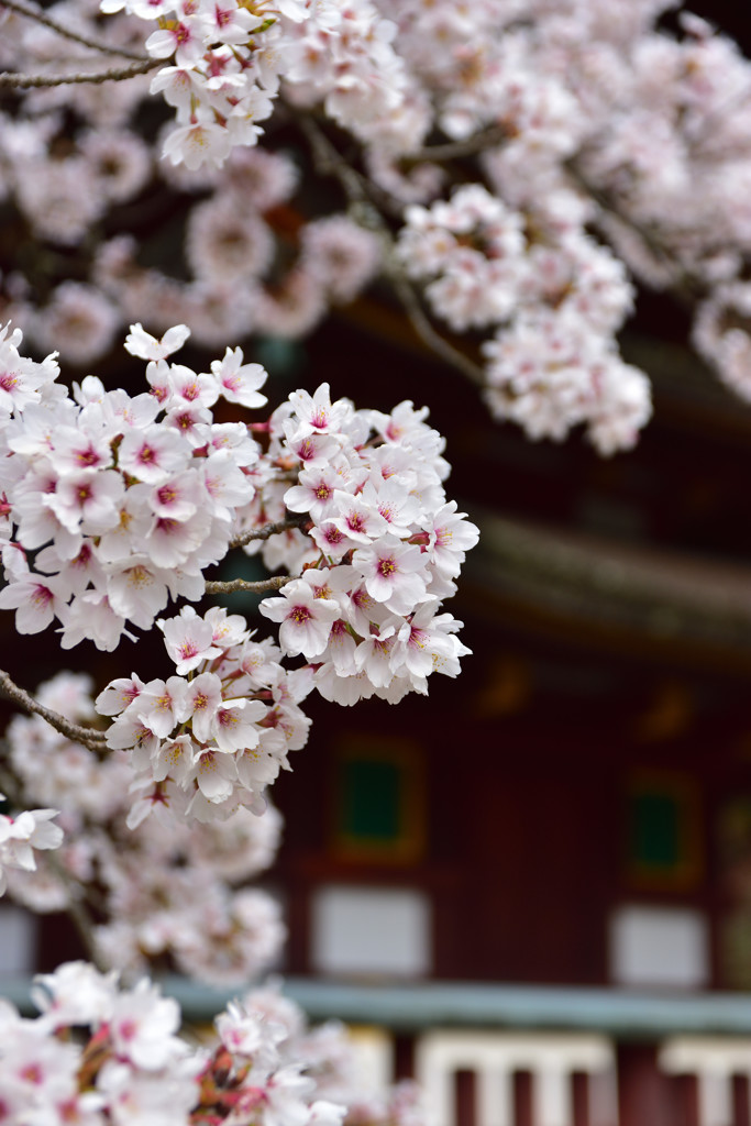 春の談山神社②