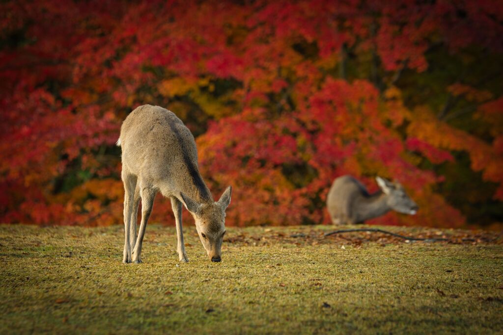 飛火野の朝～〈参〉