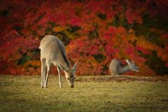 飛火野の朝～〈参〉