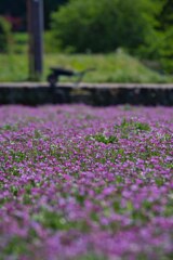 蓮華咲く～明日香