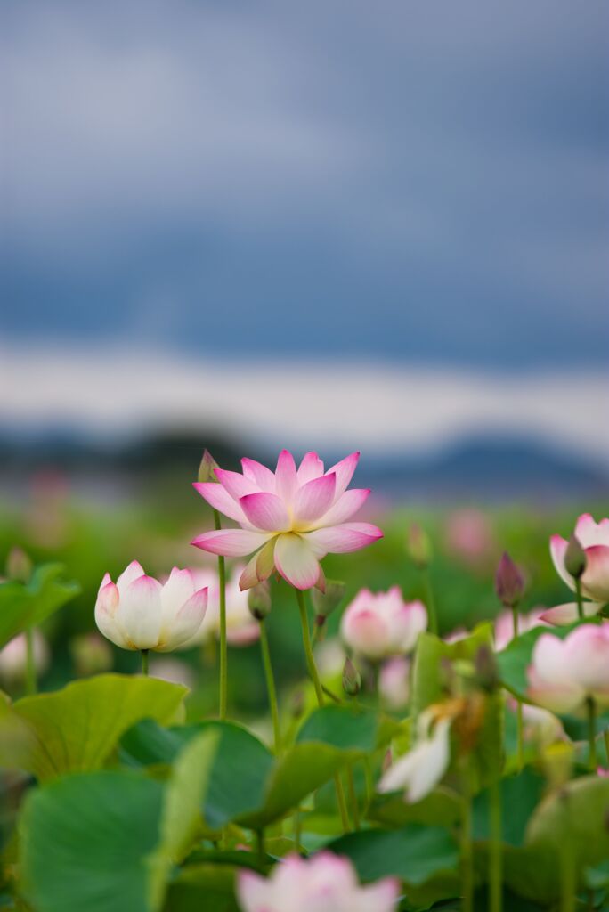 競い合って・・