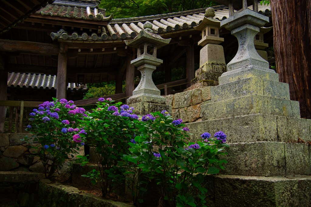 紫陽花咲く～長谷寺