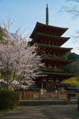 春の花の御寺～長谷寺　其の肆