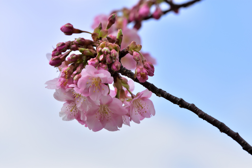 馬見の河津桜