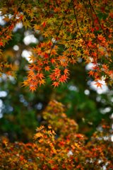 煌めく中で・・彩る