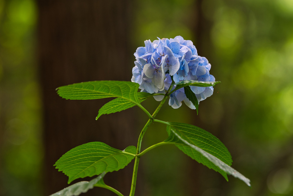 Hydrangea