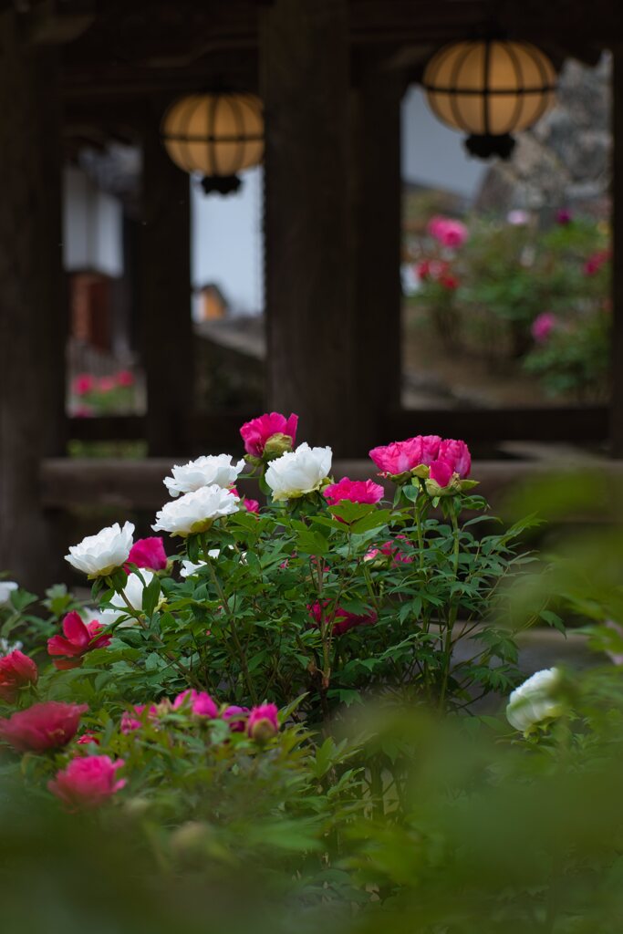 牡丹咲く～花の御寺