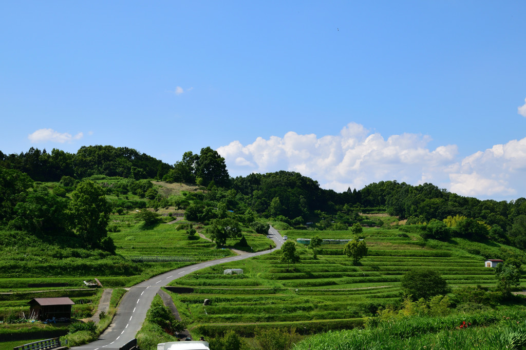 稲渕の初夏　弐