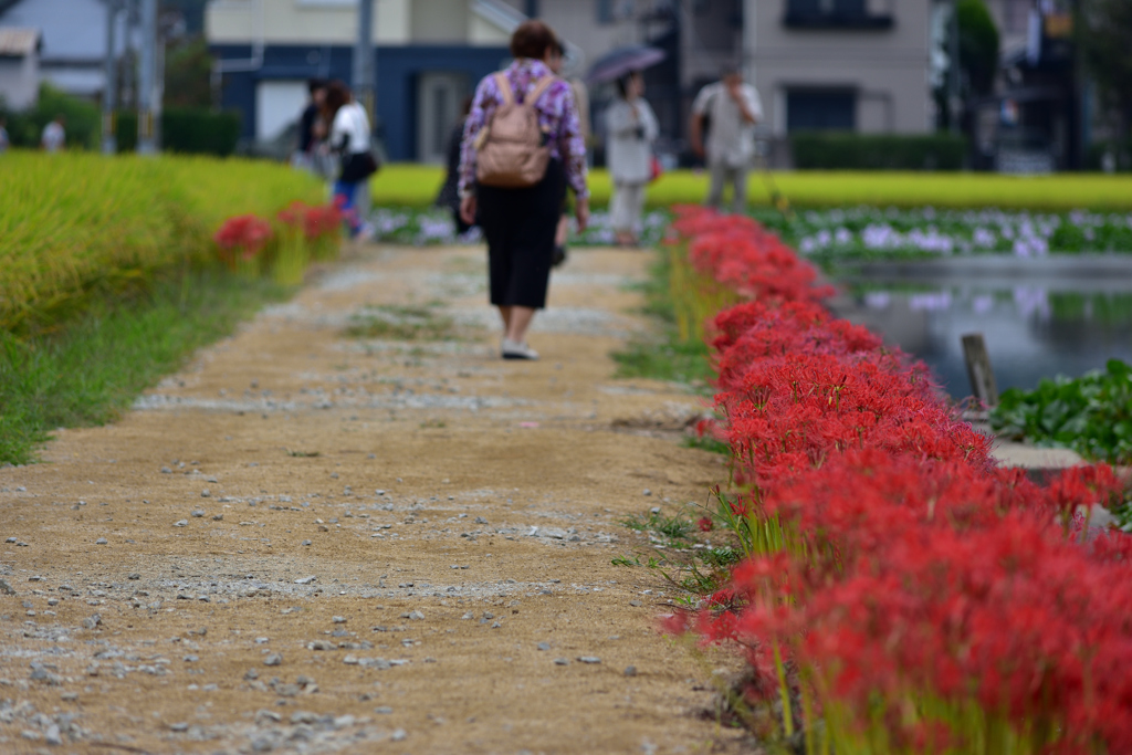 短い初秋のコラボ