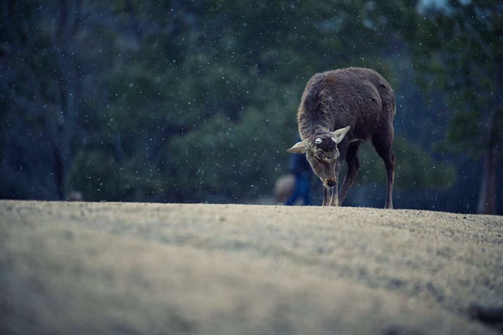 寒さに耐えて・・・