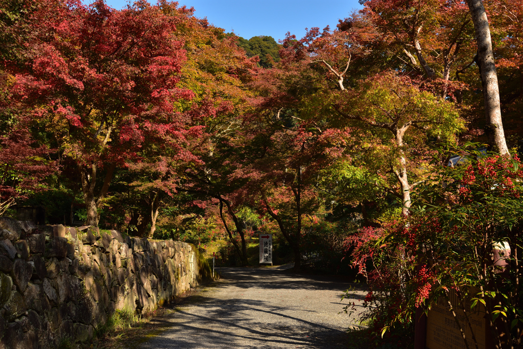 菩提山の秋②