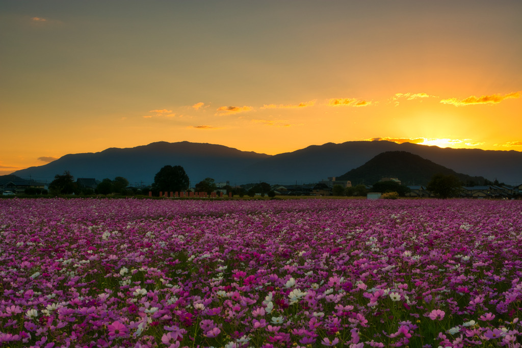 また　来年～　夕刻の藤原宮跡2021　②