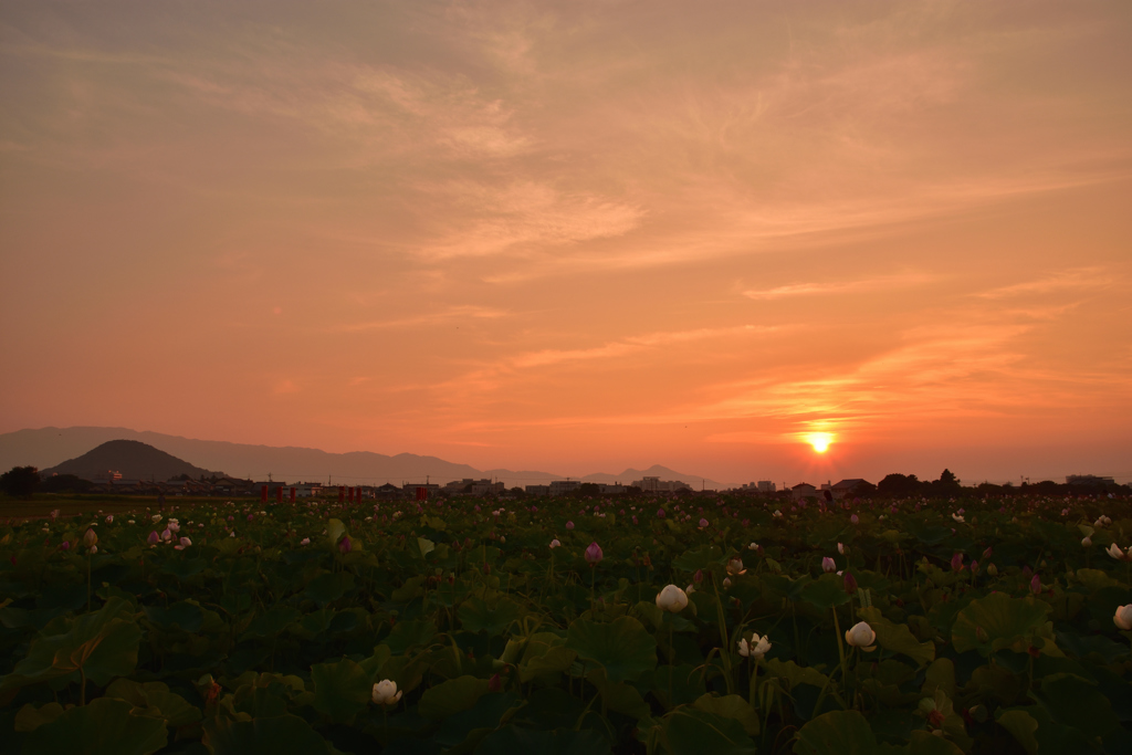 Lotus and evening　①