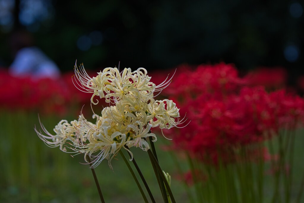 紅の中で・・・曼殊沙華