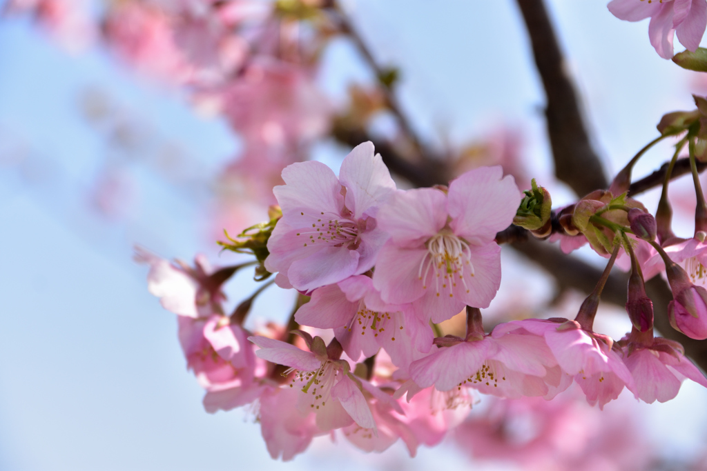 馬見の河津桜①