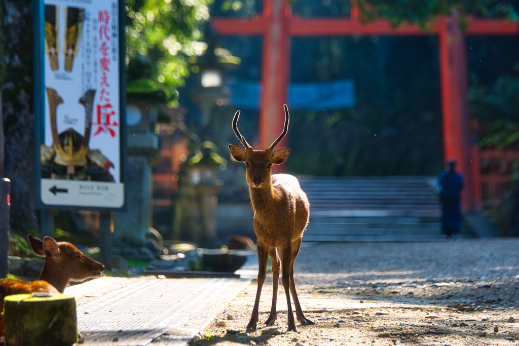 立派になるよ！