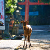 立派になるよ！