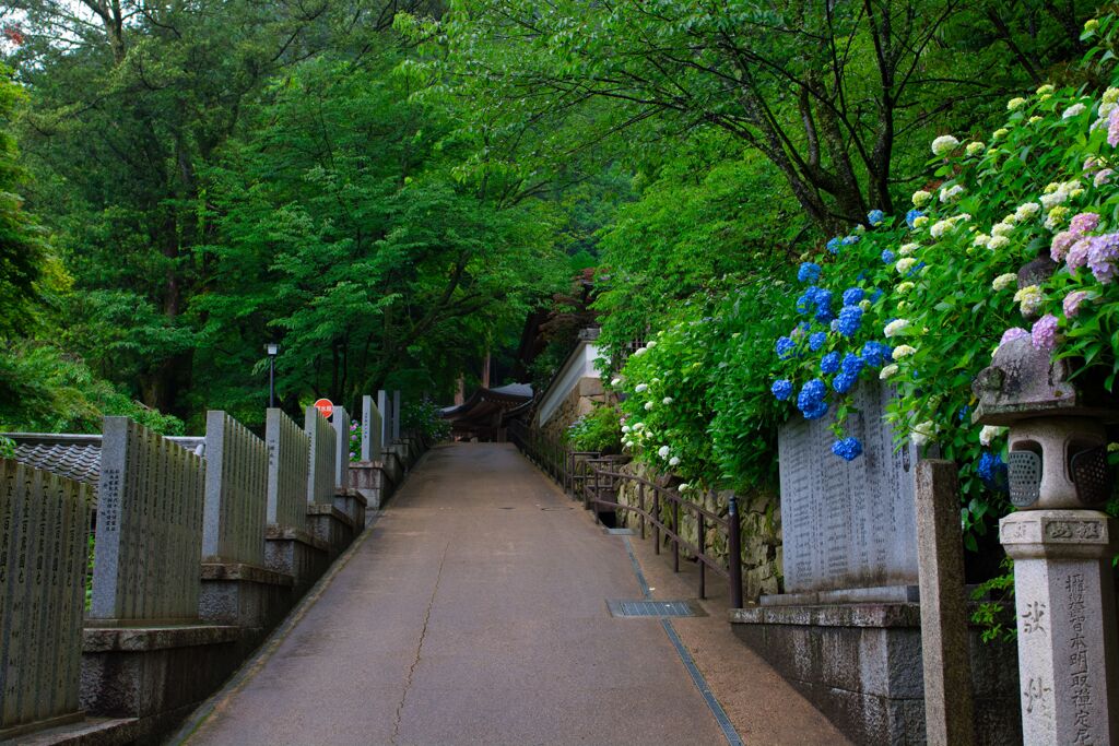 紫陽花に見守られて・・・長谷寺