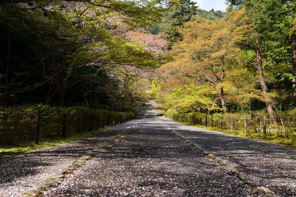春の紅葉の馬場