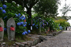 紫陽花と共に③