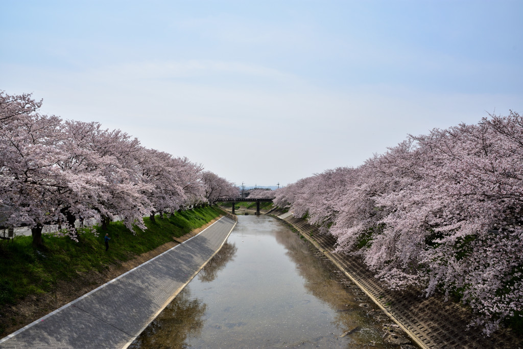 無名の桜並木②