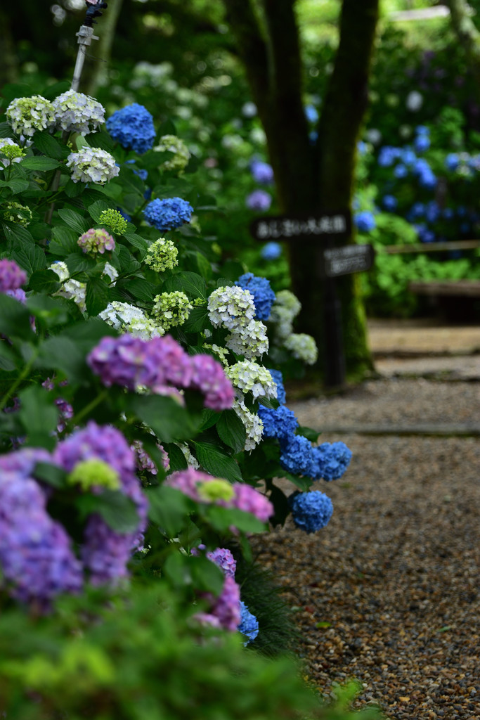 Hydrangea Road