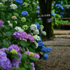 Hydrangea Road