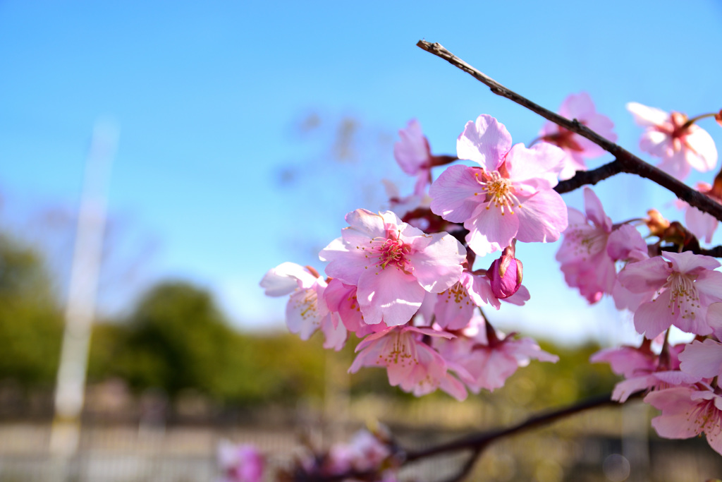 河津桜⑦