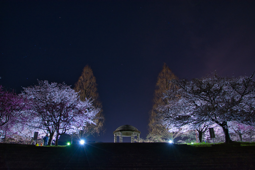 夜空に咲く