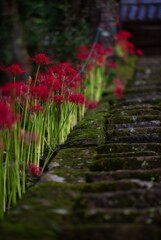 石段を飾る・・・曼殊沙華