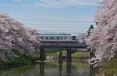 桜とサクラ♪