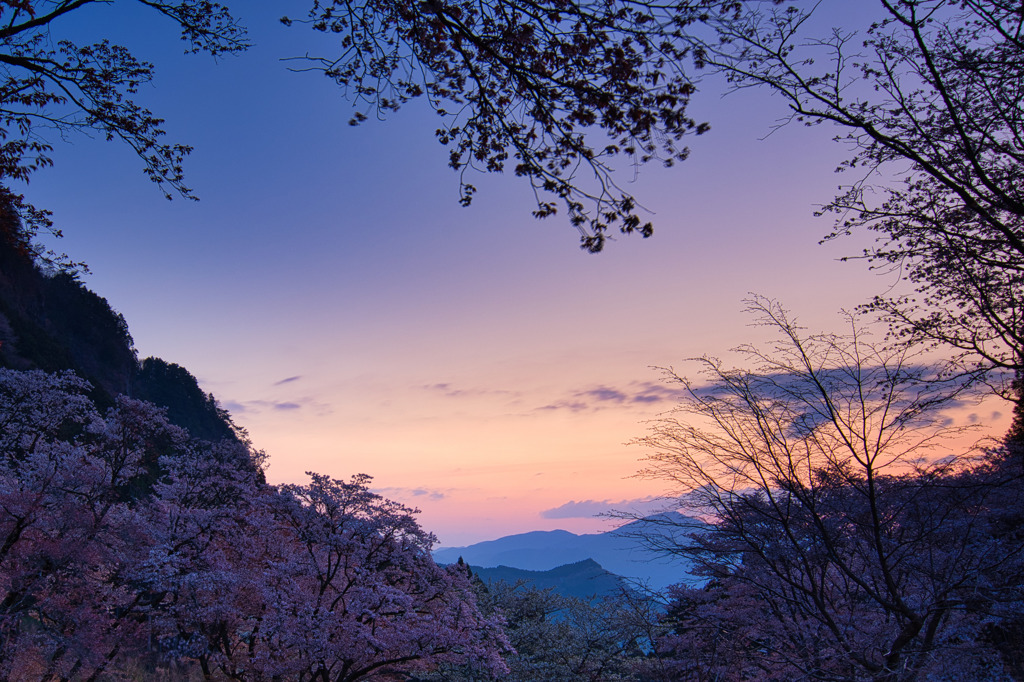 山桜と夜明け