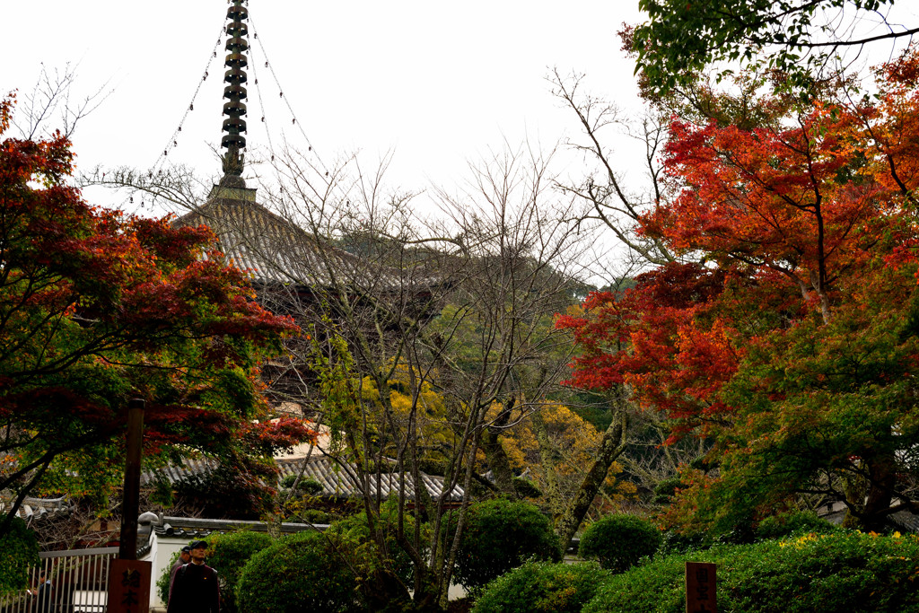 re根来寺　秋の思い出