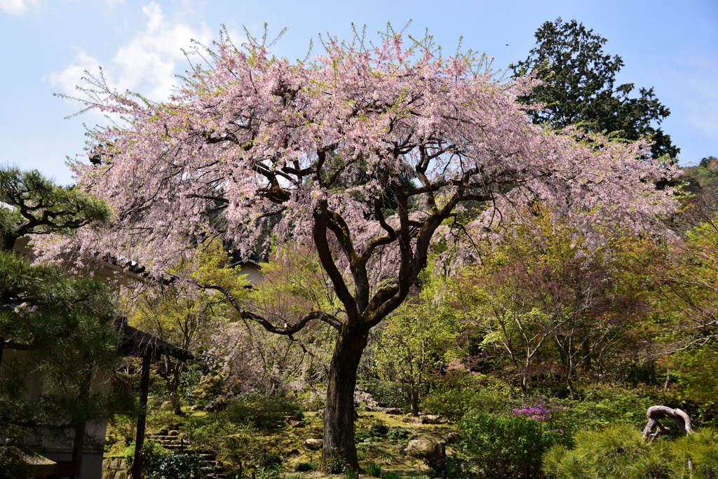 常寂光寺　しだれ桜