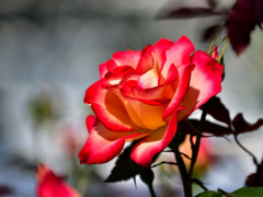 霊山寺の薔薇①