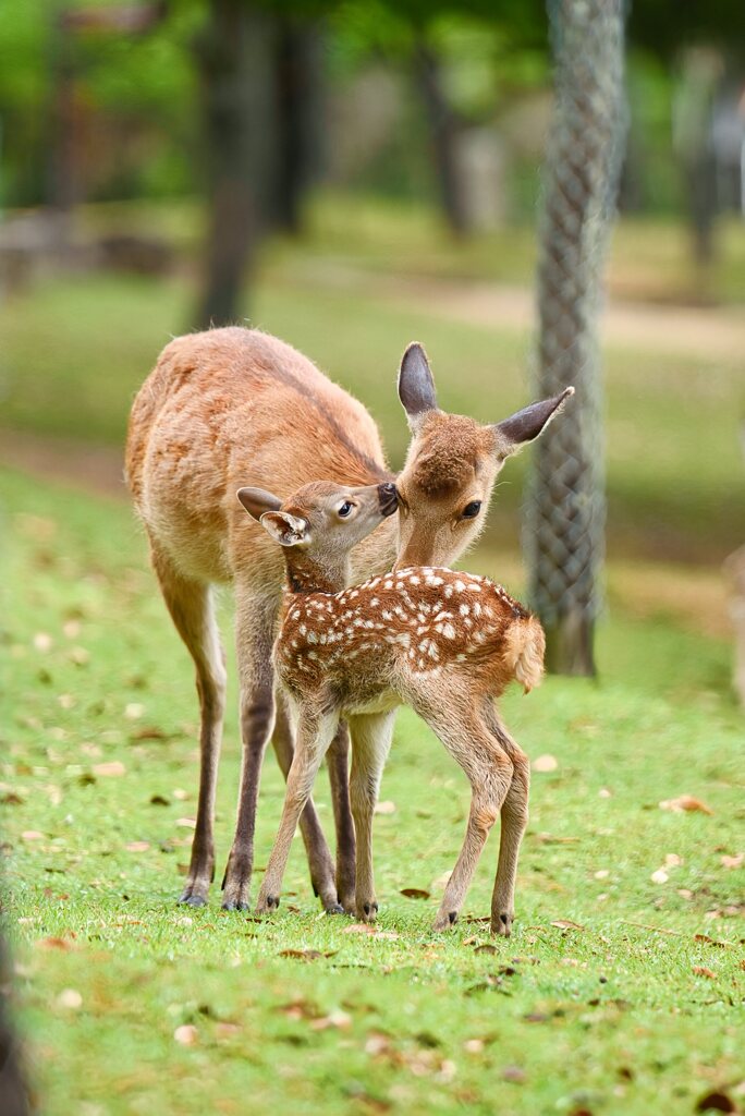 affection