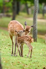 affection