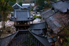 満開の花の御寺　弐