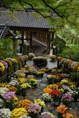花の御寺～菊回廊　其の弐