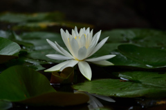 water lily