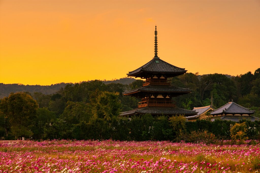 再会の日まで・・・秋桜