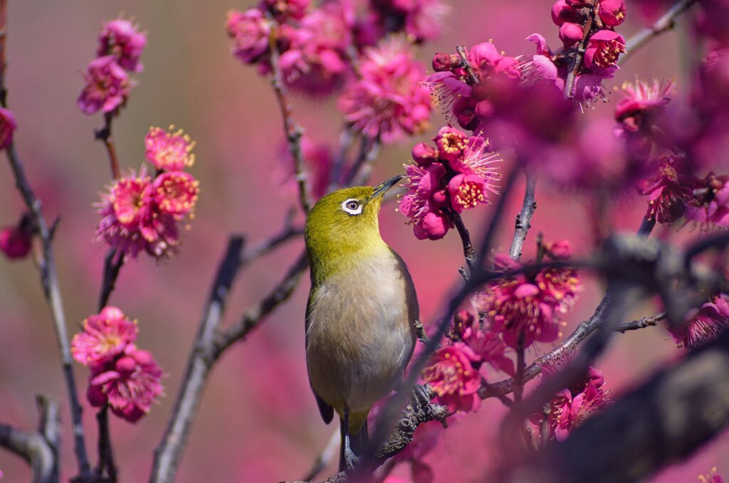 囲まれて・・梅