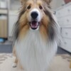りくの近況(≧▽≦)