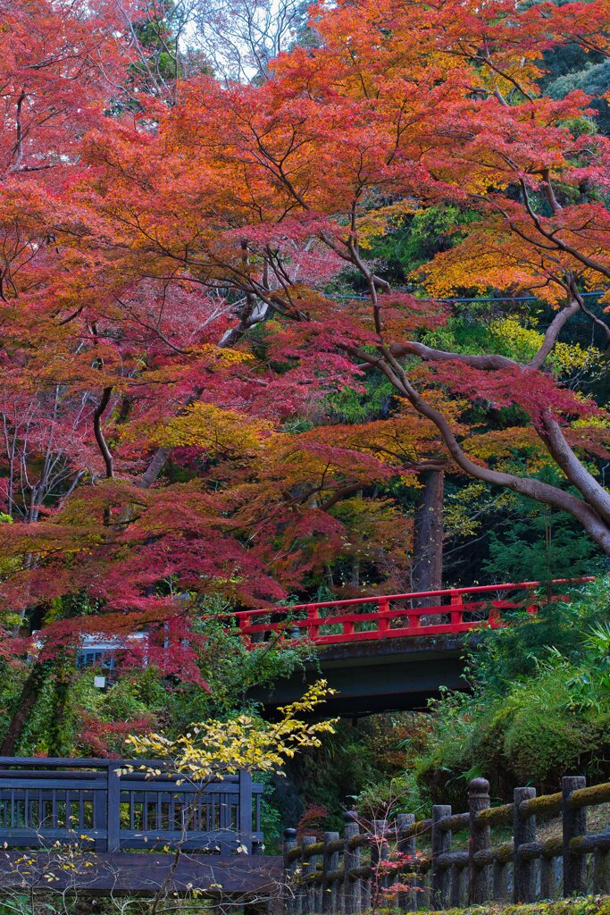 晩秋～根来寺の彩　弐