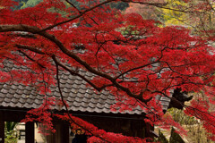 紅葉の長谷寺