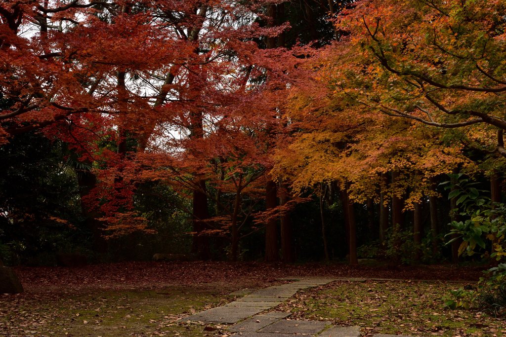 九品寺の紅葉②