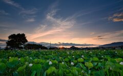 朝陽と共に～蓮
